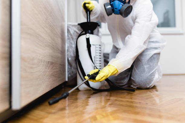 Best Ant Control Services  in Daingerfield, TX