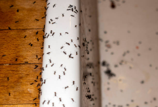 Best Commercial Pest Control Services  in Daingerfield, TX