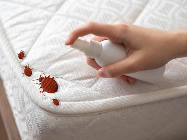 Best Local Pest Control Services  in Daingerfield, TX