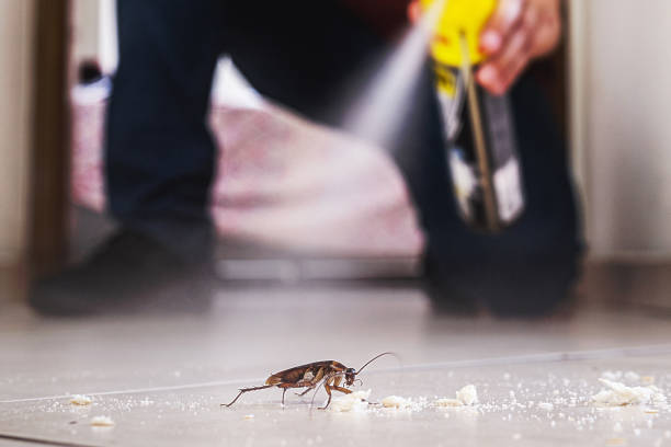 Best Emergency Pest Control  in Daingerfield, TX