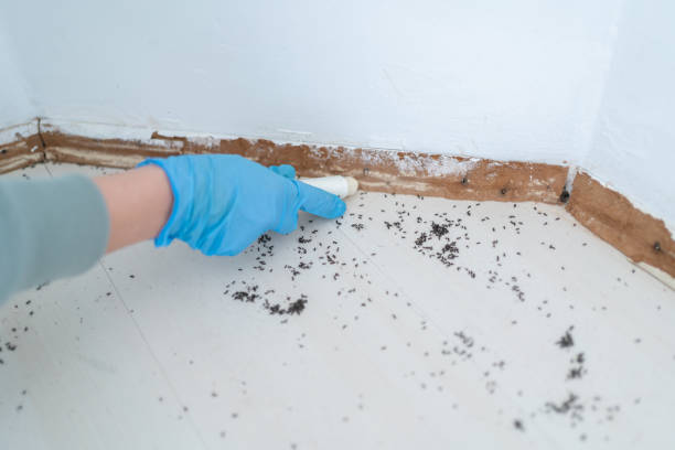 Best Affordable Pest Control Services  in Daingerfield, TX