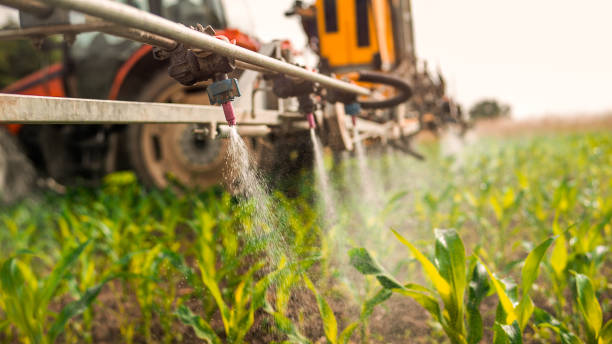 Best Mosquito Control Services  in Daingerfield, TX