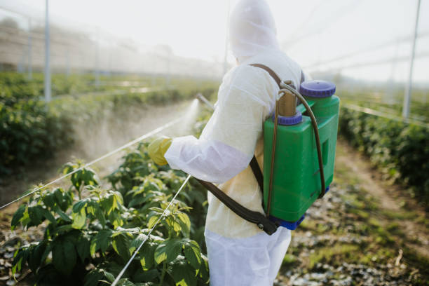 Best Bed Bug Extermination  in Daingerfield, TX